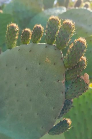 Esquejes Chumbera Opuntia ficus-indica