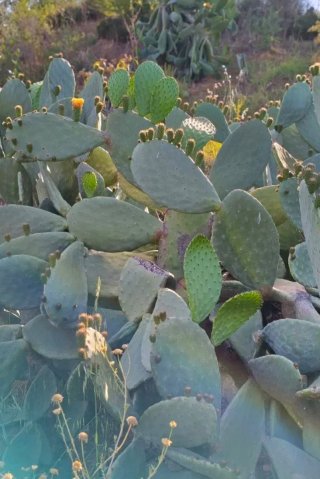 Esquejes Chumbera Opuntia ficus-indica