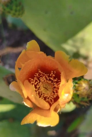 Esquejes Chumbera Opuntia ficus-indica