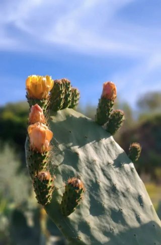 Esquejes Chumbera Opuntia ficus-indica