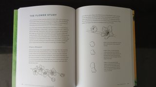 Guía para dibujar flores y plantas en acuarela