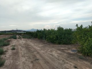 Finca de Limoneros. La Matanza Santomera. (6993m)