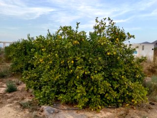 Finca de Limoneros. La Matanza Santomera. (6993m)