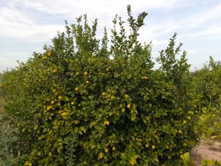 Finca de Limoneros. La Matanza Santomera. (6993m)