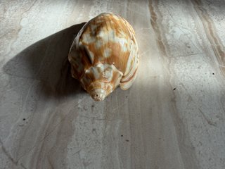 Concha marina decorativa vintage – Pieza natural