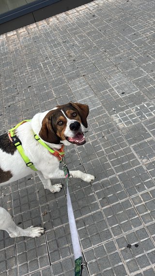 Paseo y cuidado de perros | Persona responsable