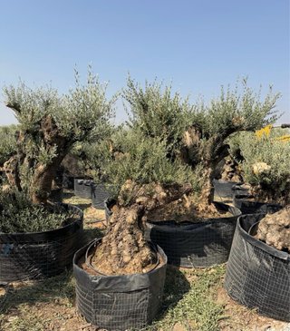 Olivos ornamentales centenarios