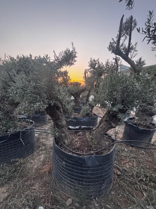 Olivos ornamentales en maceta
