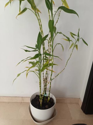 Planta de Bambú Natural