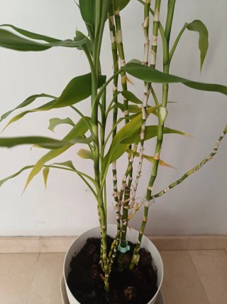 Planta de Bambú Natural