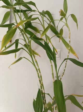 Planta de Bambú Natural