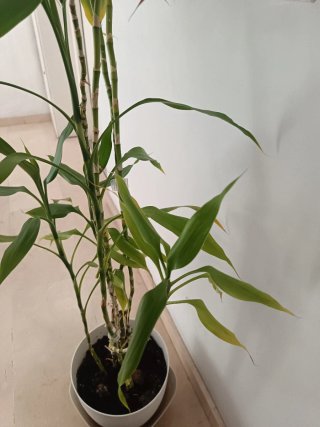 Planta de Bambú Natural