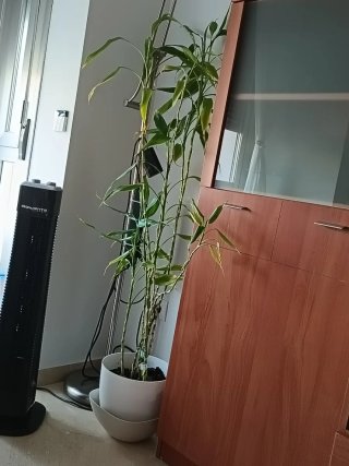 Planta de Bambú Natural