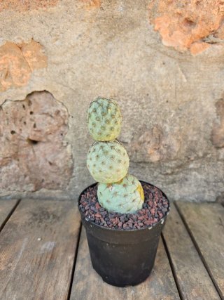 Tephrocactus geometricus cactus