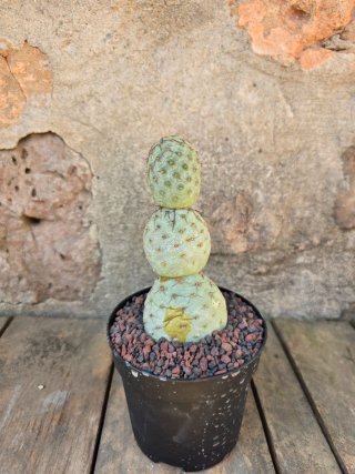 Tephrocactus geometricus cactus