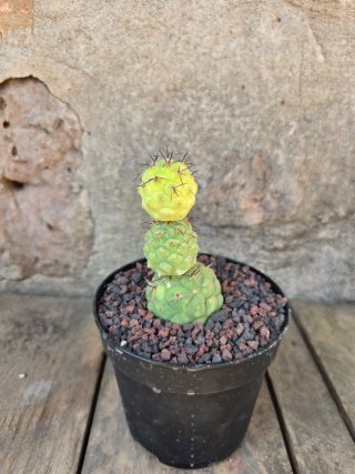 Tephrocactus Geometricus Variegado Cactus