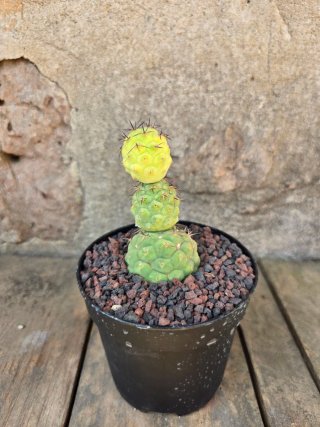 Tephrocactus Geometricus Variegado Cactus