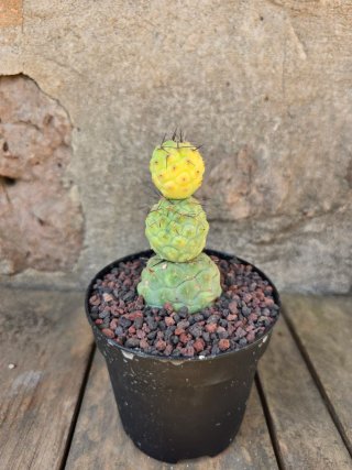 Tephrocactus geometricus Variegado Cactus
