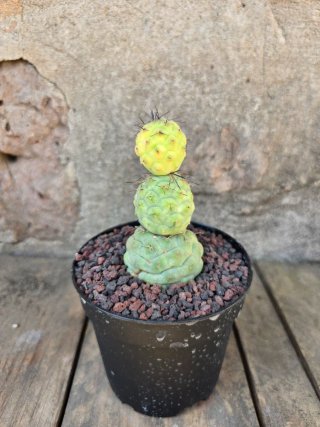 Tephrocactus geometricus Variegado Cactus
