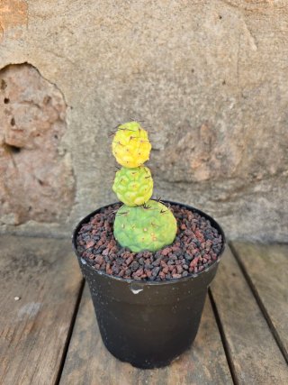 Tephrocactus geometricus variegado Cactus