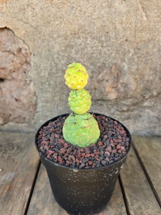 Tephrocactus geometricus variegado Cactus