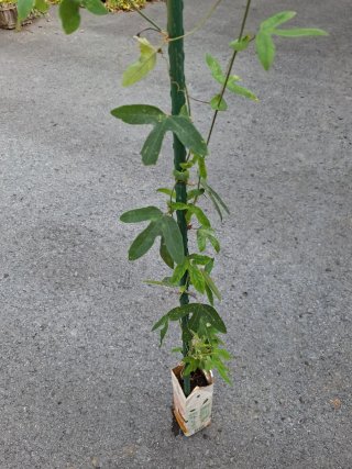 Pianta Passiflora Rosa