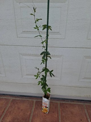 Pianta Passiflora Rosa