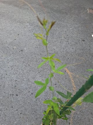 Pianta Passiflora Rosa