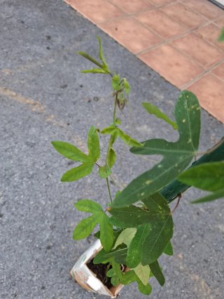 Pianta Passiflora Rosa