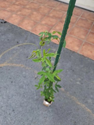 Pianta Passiflora Rosa