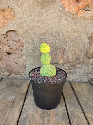 Teprhocactus geometricus variegado cactus