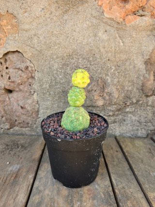Teprhocactus geometricus variegado cactus