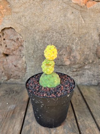 Teprhocactus Geometeicus Variegado