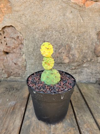 Teprhocactus Geometeicus Variegado