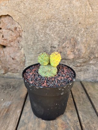 Teprhocactus geometricus variegado