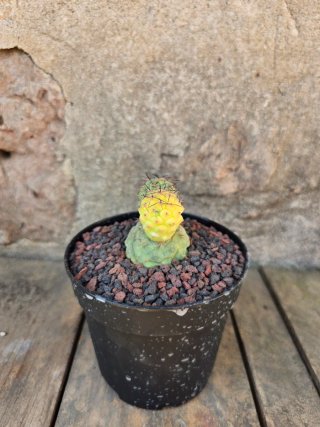 Teprhocactus geometricus variegado