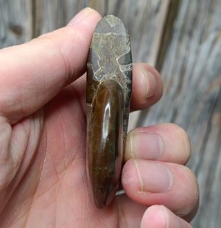 Fósil de Ammonite