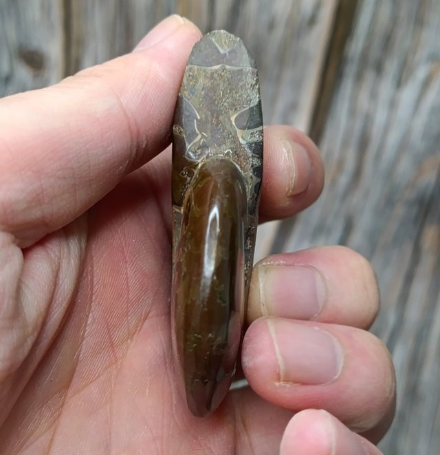 Fósil de Ammonite
