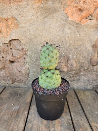 Teprhocactus geometricus cactus