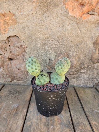 Teprhocactus geometricus cactus