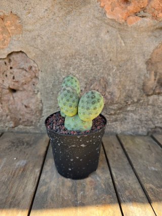 Teprhocactus geometricus cactus