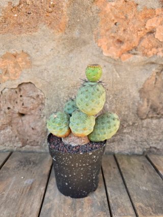 Teprhocactus geometricus cactus