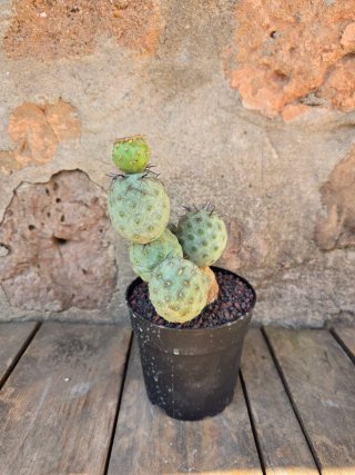 Teprhocactus geometricus cactus