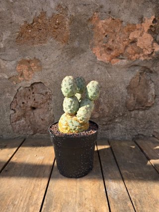 Teprhocactus geometricus cactus