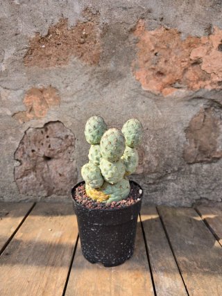 Teprhocactus geometricus cactus