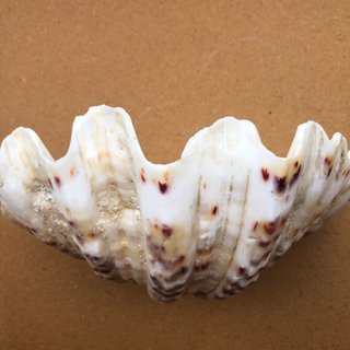 Concha jabonera decorativa
