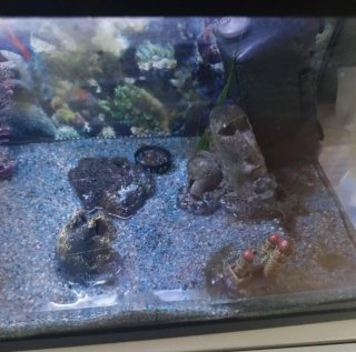 Acuario