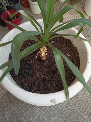 Planta de interior
