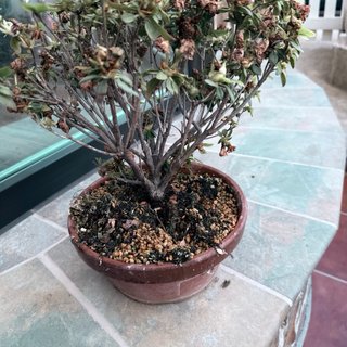 Azalea Rose Queen