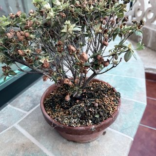 Azalea Rose Queen